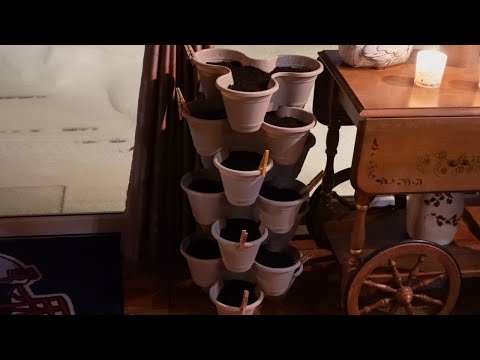 Indoor Herb Garden.. Bringing a little Springtime feel to this dreary New England Weather