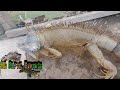 Iguana Verde Macho Adulto