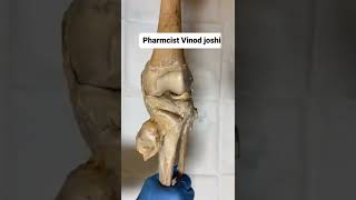 Knee Anatomy Animated Tutorial