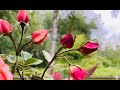 Simple Rose buds Бутон розы из сахарной мастики Елена Уилкинсон