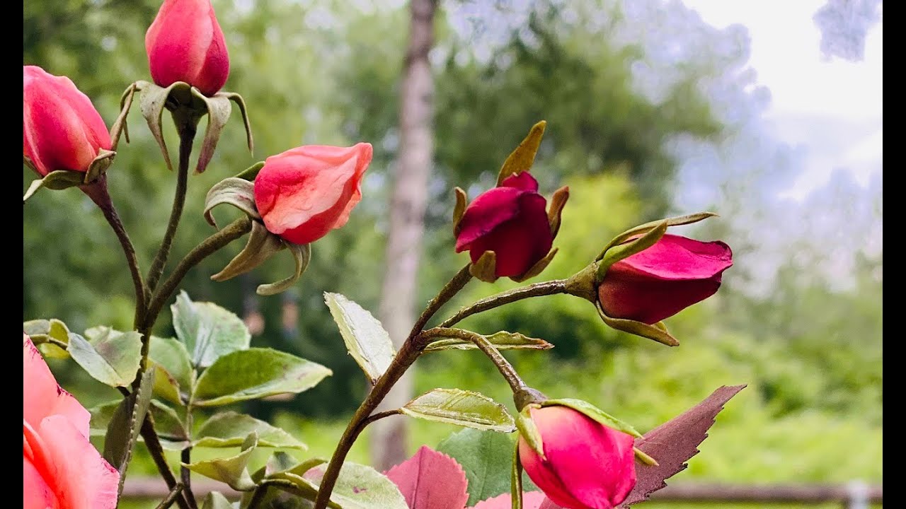 Simple Rose buds Бутон розы из сахарной мастики Елена Уилкинсон