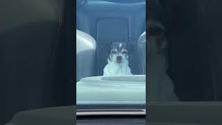 My Co-pilot #yt #ytshorts #shorts #short #share #cute #dog #love #like
