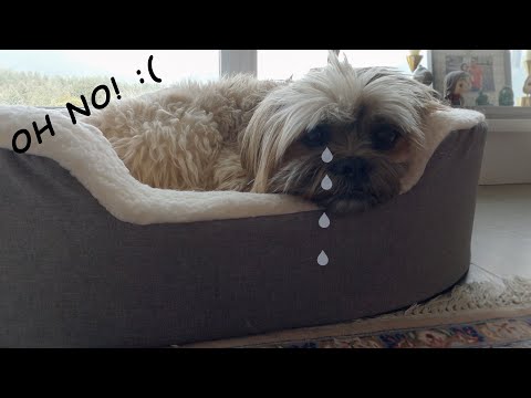 pumpkin help dog stomach