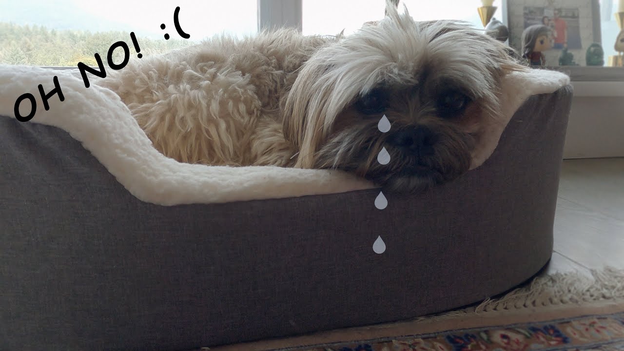 How I treat my dog's upset stomach!! YouTube