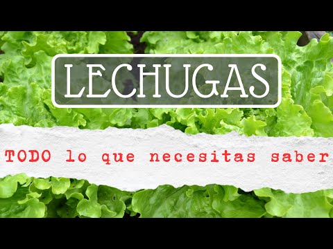 Video: Lechuga: variedades, cultivo, propiedades útiles