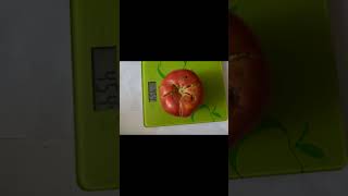 Самый высокоурожайный и супер сладкий сорт томата Минусинский бурлак 2025 г ! #fruit #сад #огород