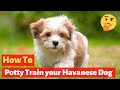 Havanese puppy potty training : Easy and Working Technique