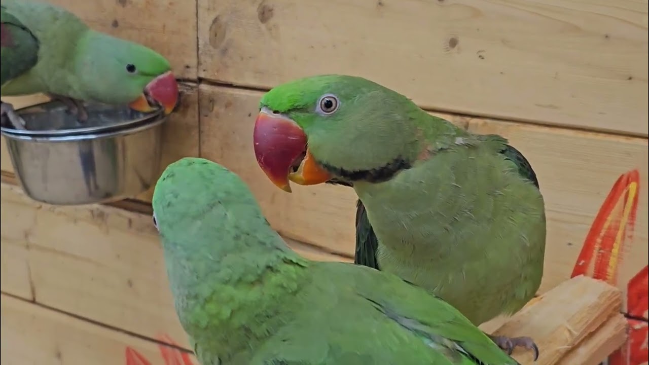 "Дом попугаев " в г. Краснодар