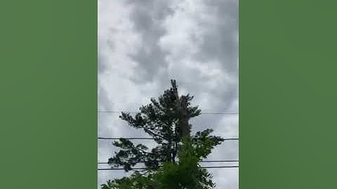 Chunking down pine tree in heavy wind...