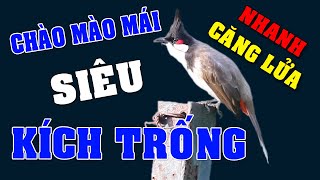 Chào mào mái hót kích trống#chaomaomai CHÀO MÀO MÁI VIDEO 4K77