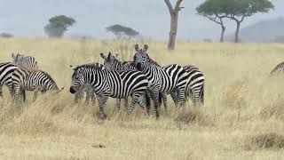 Nature For All - The Real Secret Behind Zebra Stripes