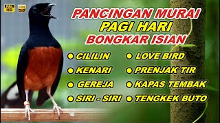 🔴 LIVE 21 - Pancingan Murai Batu Pagi Hari Full Isian Tembakan kasar Murai Macet Pasti Nyaut