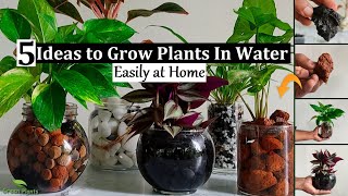 5 Ideas to Grow Plants in Water | Water Garden Plants Indoor | Water Growing plants//GREEN PLANTS