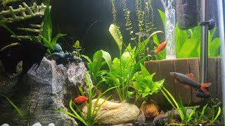 Shark update, black angelfish update, horror tank update, who has survived the shark?