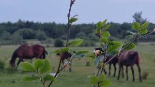Horses playing next to my tent on the Grand Canal in Daingean , Co Offaly.