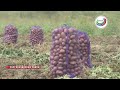 В Дагестане собирают богатый урожай картофеля