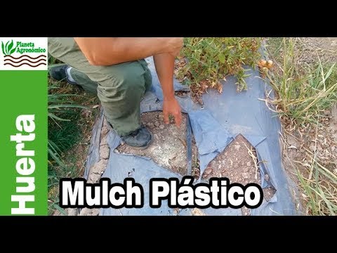 Colocacion del Acolchado Plastico Para Pequeñas Parcelas 