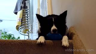 3 Years Old Border Collie Enjoying His Own-Invented Game 