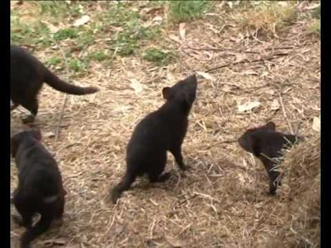 Video: 30 Tasmānijas Attēli, Kurus Mēs Nevaram Apstāties