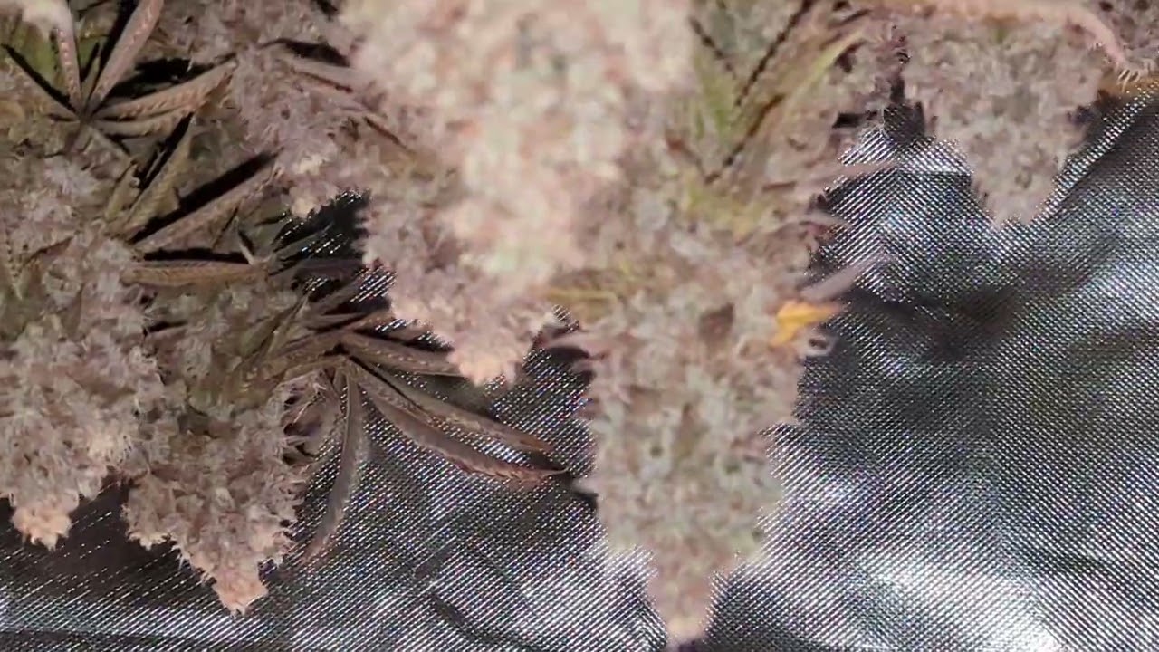 Wedding Cake (ILGM) - Hung The Whole Entire Plant To Dry