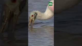 La Garza Paleta  #animales #birds #aves