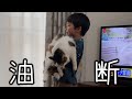 油断して息子に捕まる猫