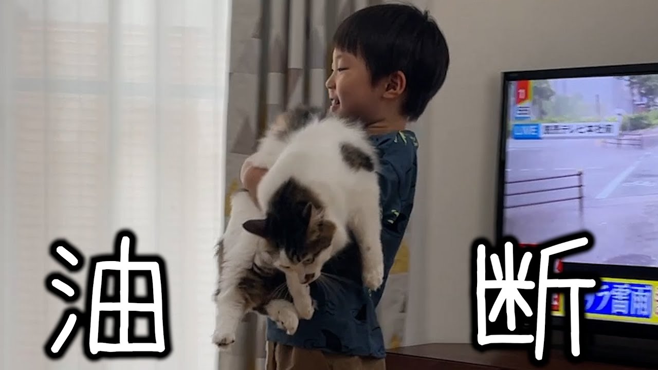 油断して息子に捕まる猫