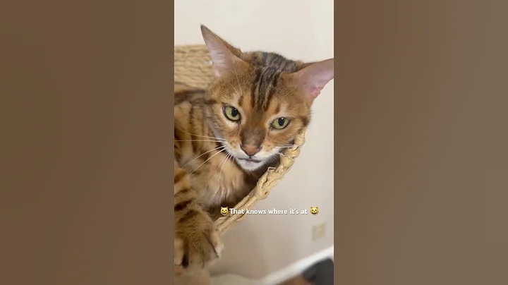 Video 11598821: bengal cat meowing, meow catmeow