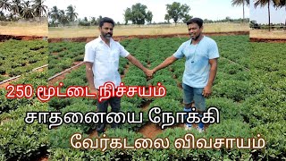 @deejayfarming8335 வேர்கடலை சாகுபடி சாதனை அளவை கடந்து