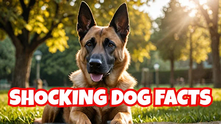 10 SURPRISING Belgian Malinois FACTS You Need to Know | Malinois | Dog Training | Dog Breeds