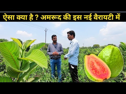 Taiwan Pink Guava Farming in India | अमरुद की खेती की जानकारी