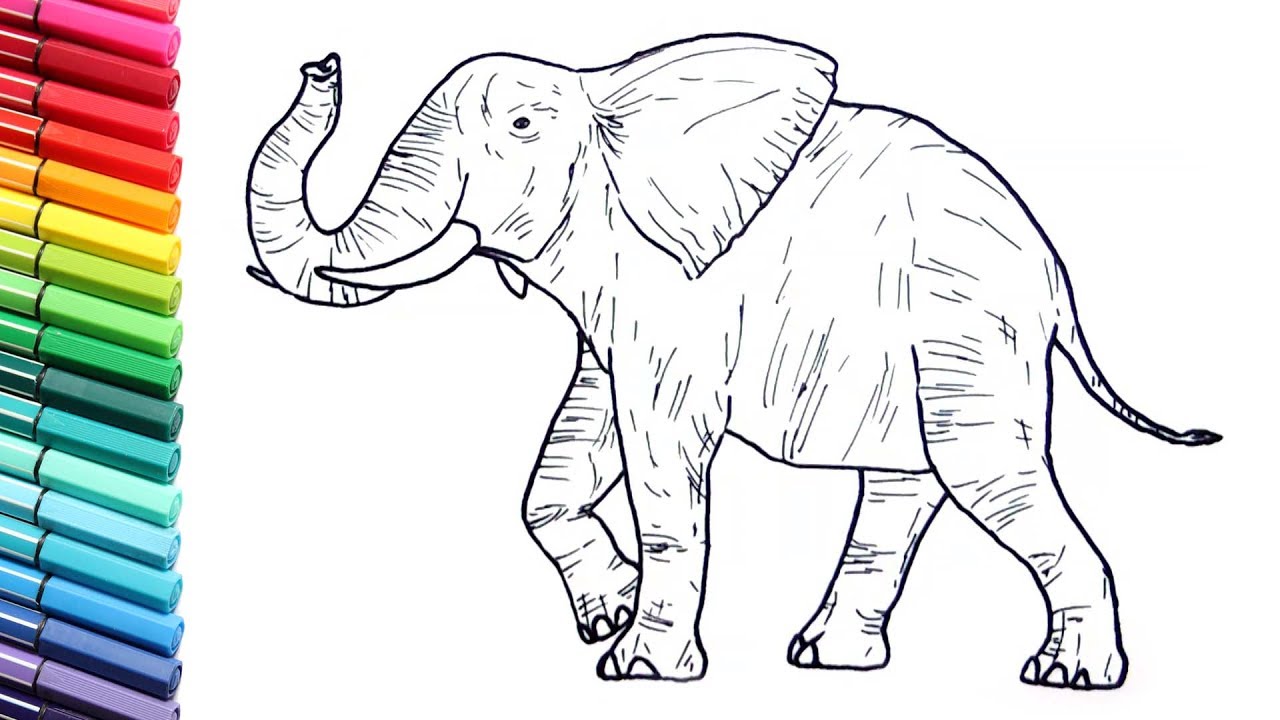 Drawing And Coloring a Elephant Wild Animals Color Pages