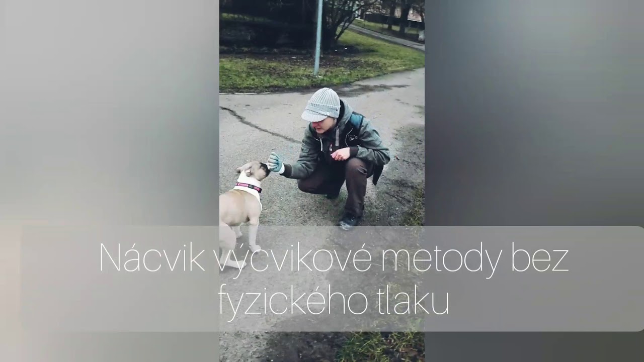 Antiré a psovodka Monika Šmídová IGP