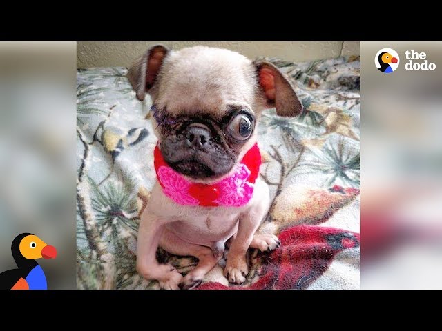 Sick Pug Puppy Rescued Thanks to Dog Loving Community | The Dodo