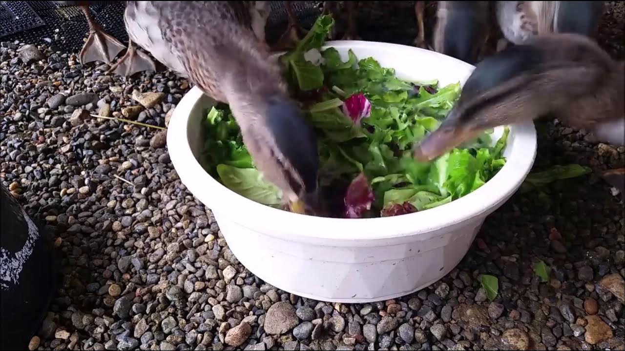 Snack time for ducklings YouTube