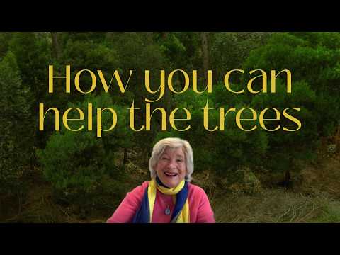 How you can help the trees