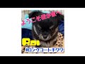 [初回]ようこそ！！初対面！今日から始まるチワワのいる生活。