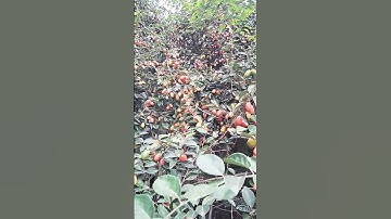 Cây nhót quả sai trĩu cành.