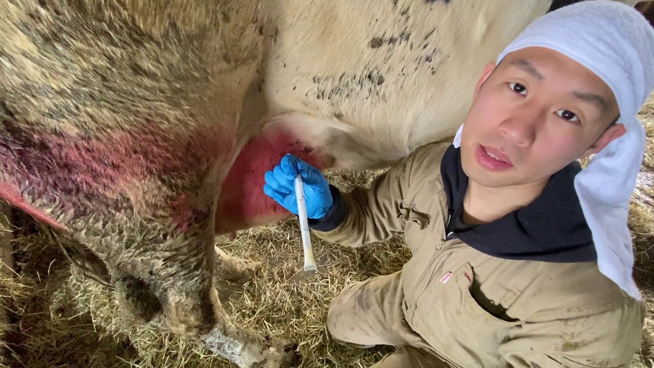 How to diagnose mastitis from milk - YouTube