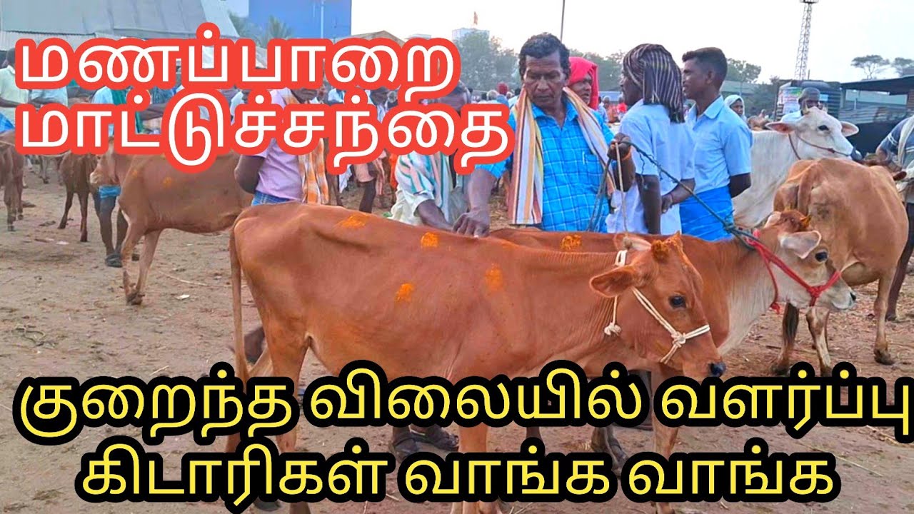 🦧🏃🦧🔥குறைந்த விலையில் வளர்ப்பு கிடாரிகள் வாங்க 
