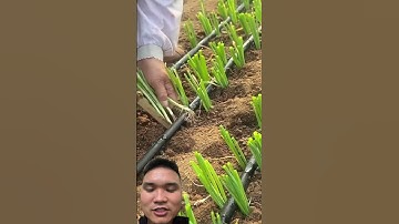 hệ thống tưới nhỏ giọt #farming