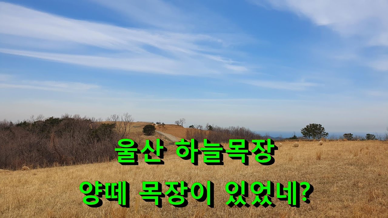 #울산MTB#진달래군락지 #양떼목장#염포소방서
