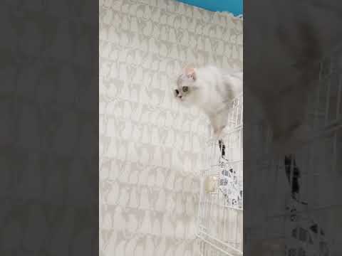 大ジャンプにゃんこ #ラガマフィン #ねこ動画