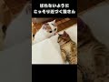 ばれないようにこっそり近づく猫さん