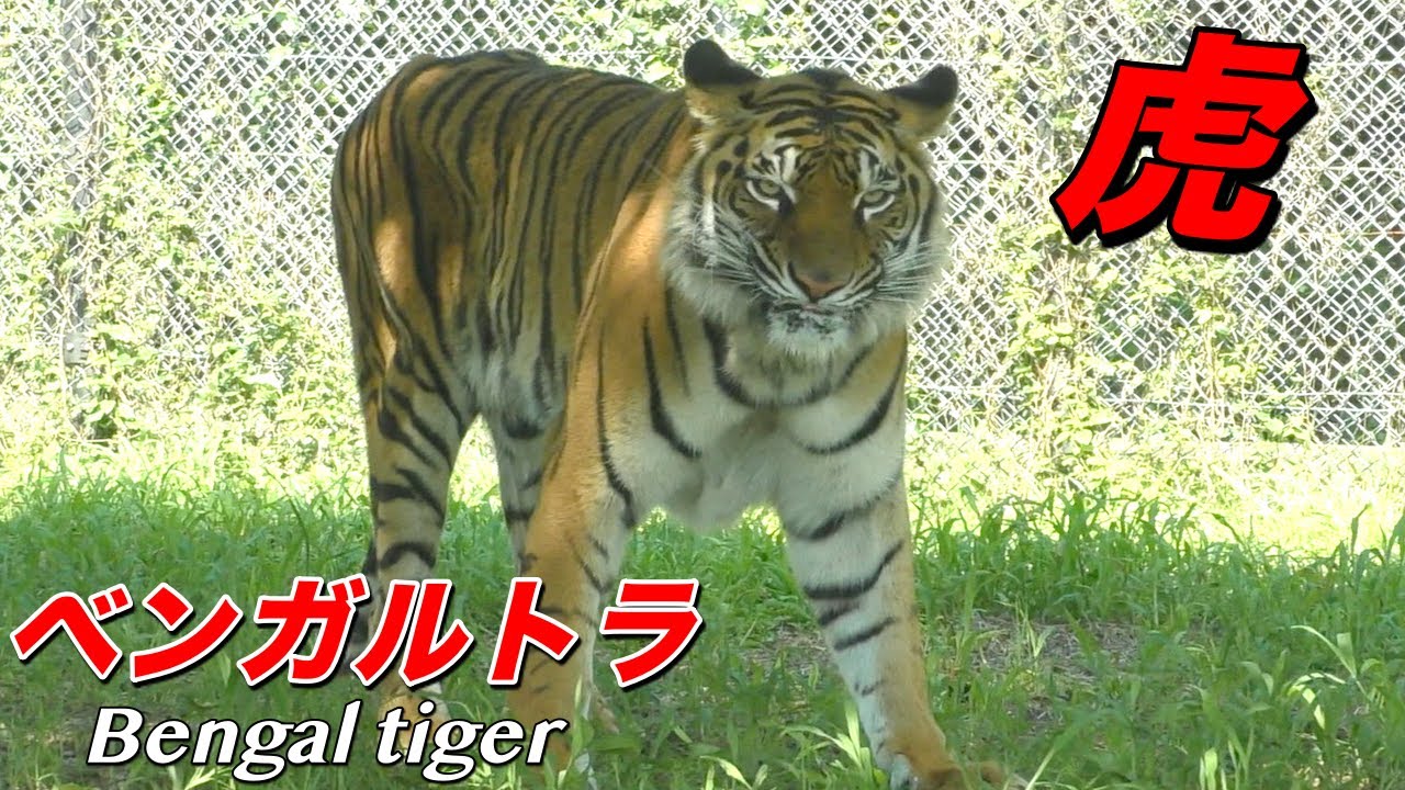 虎 ベンガルトラの生態 人食い の過去を持つ大型のトラ Bengal Tiger Youtube 虎 ベンガルトラの生態 人食い の過去を持つ大型のトラ Bengal Tiger Youtube