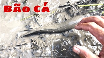 Bắt cá chuột rắn theo máy cắt gặp khu đất lung trúng mánh bắt quá khoẻ luôn