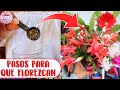 Preparando los cactus de navidad para una floración abundante en diciembre │Candy Bu