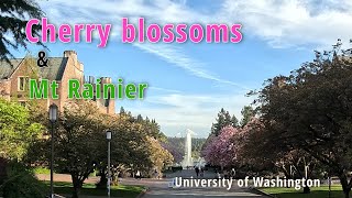 【シアトルをお散歩】ワシントン大学の桜とMt. レーニア /【Stroll in Seattle】Cherry blossom and Mt. Rainier in the UW