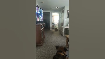 Wesley stealing a balloon!!