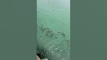 Thumbnail of Cayucos Pier fishing 7/27/2021